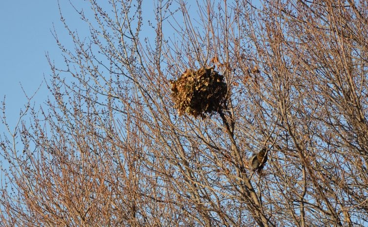 Squirrel Nests and How to Identify Them