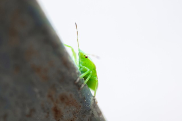 A New Tool for Studying Insects