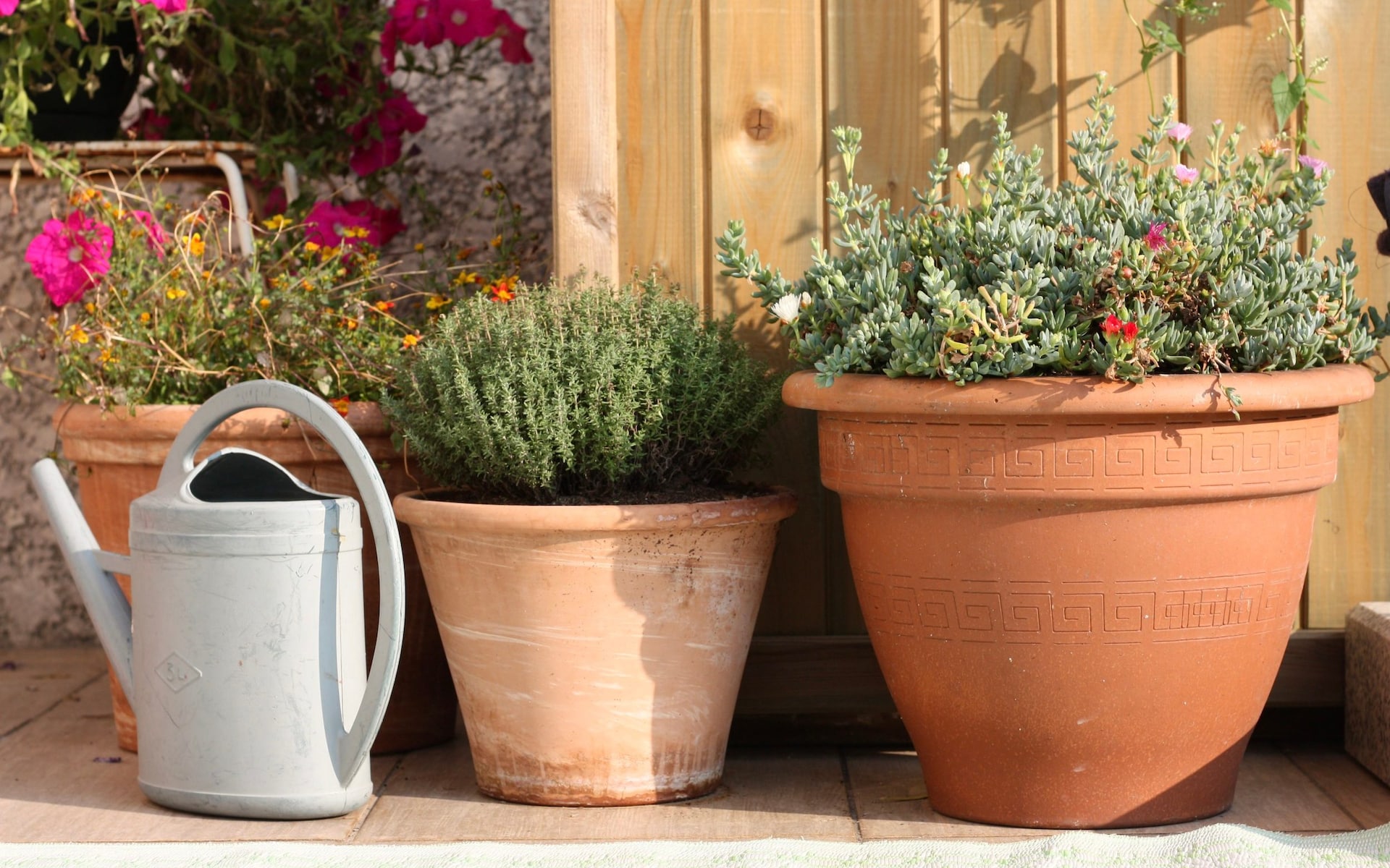 Managing Gardens During Hot Weather