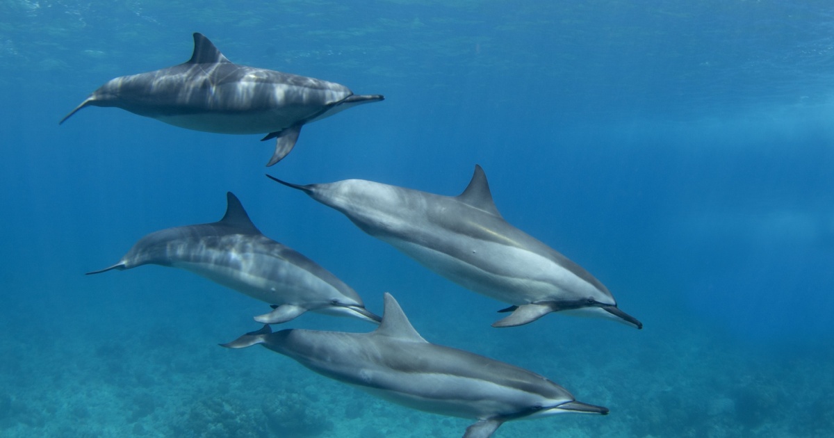 New Research Reveals Dolphin Language's Hidden Complexity